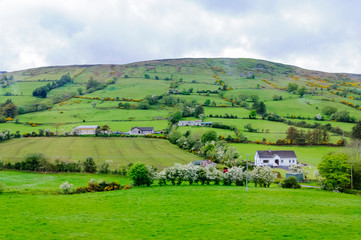 Fototapeta na wymiar Green countryside of Ireland with trees marking property lines and sheep grazing.
