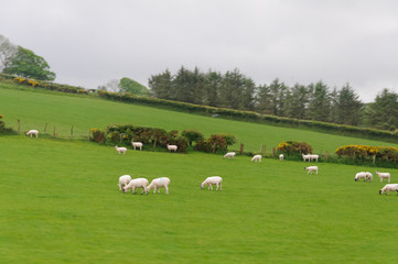 Fototapeta na wymiar Green countryside of Ireland with trees marking property lines and sheep grazing under gray skies.