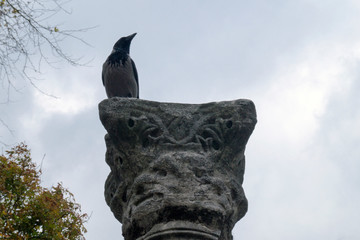 an old Raven sits on an ancient pillar