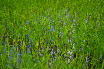 Green rice field in a daylight. Harvest of rice. Beautiful terraces of rice field in water season and Irrigation. Agriculture.