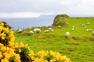 Flowers in the foreground and sheep graze in a field of green grass on a coastal meadow on a cliff overlooking the sea in Northern Ireland.