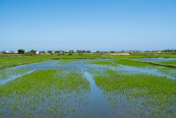 Green rice field in a daylight. Harvest of rice. Beautiful terraces of rice field in water season and Irrigation. Agriculture.