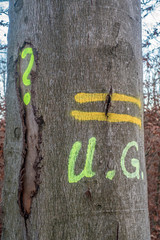 Gefällte und markierte baumstämme im Wald