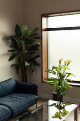 Interior on living room with blue sofa and plants