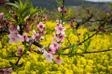 Close-up of a beautiful purple flower in full blossom during spring time