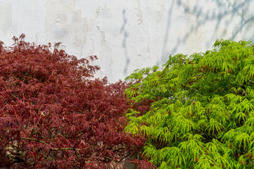 Green and red Marple trees next to each other in front of a white background during spring time in Germany