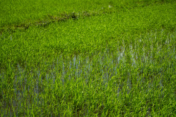 Obraz premium Green rice field in a daylight. Harvest of rice. Beautiful terraces of rice field in water season and Irrigation. Agriculture.
