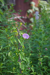 flowers on green background