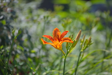 butterfly on flower