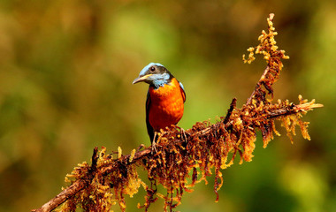 Blue capped rock thrush, male, Monticola cinclorhynchus, Ganeshgudi, Karnataka, India