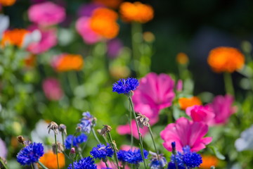 colorful flowers in the garden