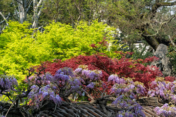 Green and red Marple trees next to each other in front of a blue background