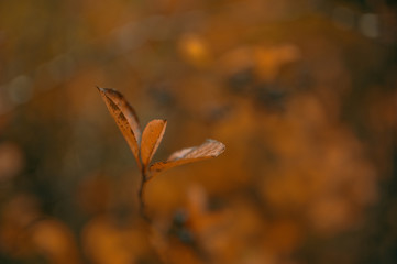 Forest autumn yellow