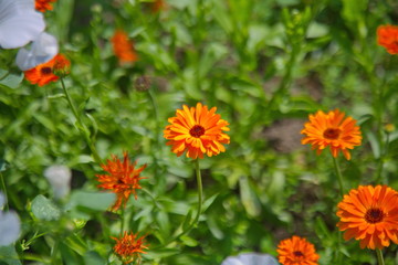 flowers in the garden
