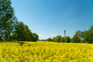 Colorful field of yellow blooming raps flowers with some trees.