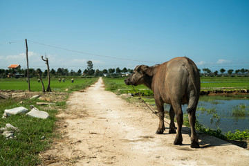 Obraz premium Buffalo on the road with a rice fiels on background.
