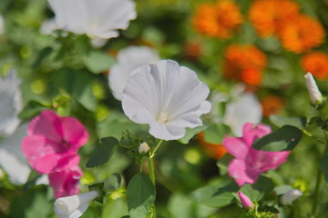 flowers in the garden