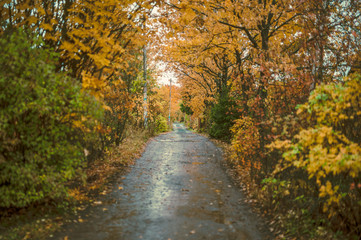 Forest autumn yellow