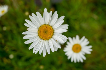 Obraz premium Beautiful white marguerite daisy flower with a green background