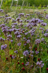 Fototapeta premium Beautiful purple 'Heavenly Blue' (Caryopteris) flower