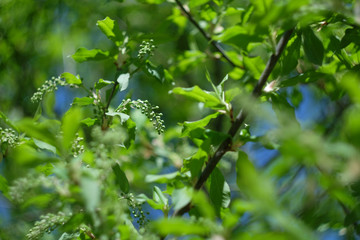 ветка молодого растения ранней весной