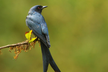 Black drongo, Dicrurus macrocercus, Ganeshgudi, Karnataka, India