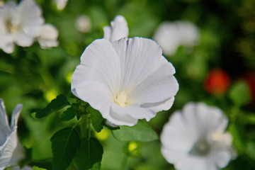 white flower in the garden