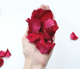 a handful of red rose petals on the palm, on a white background. Cleanliness, naturalness, simplicity