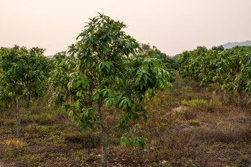 Green mangoes on the tree. Mango trees growing in a field in Asia. Mangoes fruit plantation. Delicious fruits are rich in vitamins.