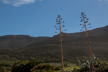 Obraz premium High agave blossoms in the springtime. Fresh green country and a mountain in the background. Sardinia, Italy.