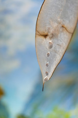 water drops on a leaf on blurred background