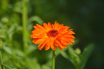 flower in garden