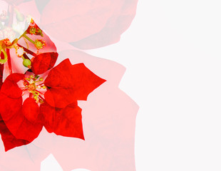 Red Christmas flowers White background cards