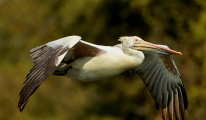 Spot billed pelican in flight, Pelecanus philippensis, Ranganathittu Bird Sanctuary, Karnataka, India