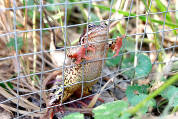 frog in grass cant get through the fence netting