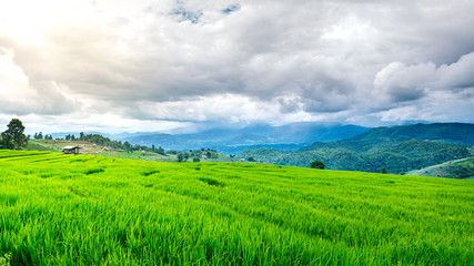 Obraz premium Terraced green rice paddy field in cloudy day , Chaingmai , Thailand