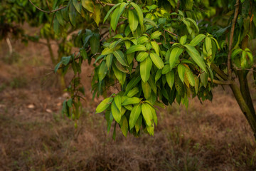 Green mangoes on the tree. Mango trees growing in a field in Asia. Mangoes fruit plantation. Delicious fruits are rich in vitamins.