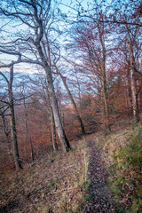 Abendlicht im herbstlichen Wald