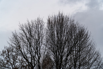 View of brown trees without leafs