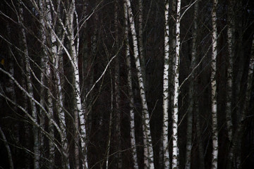 birch trunks in forest