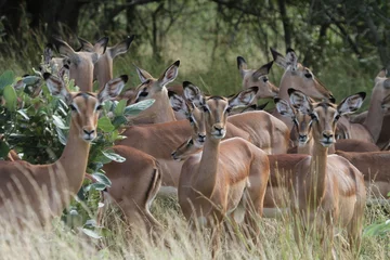 Garden poster Antelope Imapla Antilope in Afrika