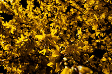 Forsythienzweige mit Blüten als bildfüllender Hintergrund mit leuchtendem Gelb