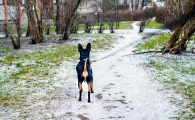 The dog is looking for a way home on a snowy path