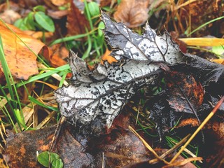 autumn leaves in forest