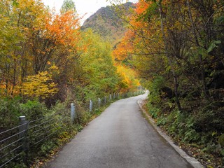 Fototapeta na wymiar Road path among colorful forest in Songpinggou Scenic Area, Sichuan Province, China