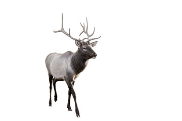 red Mature deer with large antlers on white isolated background