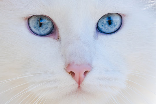 portrait of long haired White cat with blue eyes looking at camera