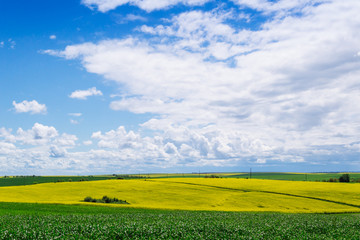 spring yellow field in the village and beautiful sky