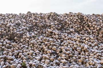 Zuckerrüben Haufen nach der Ernte