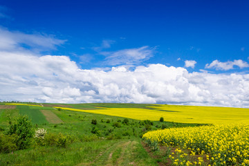 Fototapeta na wymiar spring yellow field in the village and beautiful sky